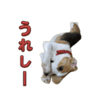 鬼カワダックスココちゃんと愉快な仲間達1（個別スタンプ：12）