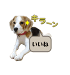 鬼カワダックスココちゃんと愉快な仲間達1（個別スタンプ：13）