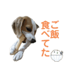 鬼カワダックスココちゃんと愉快な仲間達1（個別スタンプ：17）