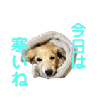 鬼カワダックスココちゃんと愉快な仲間達1（個別スタンプ：19）