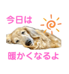 鬼カワダックスココちゃんと愉快な仲間達1（個別スタンプ：21）