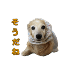 鬼カワダックスココちゃんと愉快な仲間達1（個別スタンプ：22）