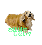 鬼カワダックスココちゃんと愉快な仲間達1（個別スタンプ：24）