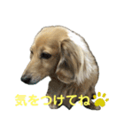鬼カワダックスココちゃんと愉快な仲間達1（個別スタンプ：29）