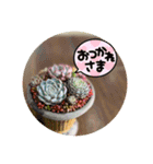 多肉好きすぎてできたスタンプです。（個別スタンプ：13）