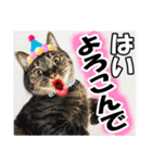 リアルキジトラ❤笑える猫写真11（個別スタンプ：1）