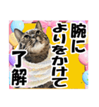 リアルキジトラ❤笑える猫写真11（個別スタンプ：2）