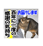 リアルキジトラ❤笑える猫写真11（個別スタンプ：7）