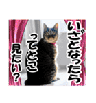 リアルキジトラ❤笑える猫写真11（個別スタンプ：10）