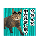 リアルキジトラ❤笑える猫写真11（個別スタンプ：17）