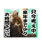 リアルキジトラ❤笑える猫写真11（個別スタンプ：19）