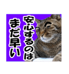 リアルキジトラ❤笑える猫写真11（個別スタンプ：20）