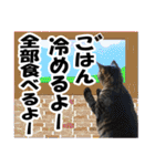 リアルキジトラ❤笑える猫写真11（個別スタンプ：22）