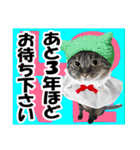 リアルキジトラ❤笑える猫写真11（個別スタンプ：23）