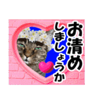 リアルキジトラ❤笑える猫写真11（個別スタンプ：26）