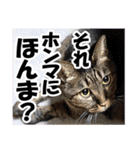 リアルキジトラ❤笑える猫写真11（個別スタンプ：33）