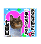 リアルキジトラ❤笑える猫写真11（個別スタンプ：38）