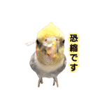 オカメインコのピット（個別スタンプ：5）