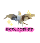 オカメインコのピット（個別スタンプ：29）