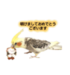 オカメインコのピット（個別スタンプ：40）