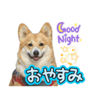 corgi-86.part3（個別スタンプ：9）