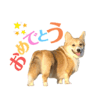 corgi-86.part3（個別スタンプ：10）