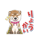 柴犬さんのあけおめスタンプ（再販）（個別スタンプ：10）