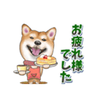 柴犬さんのあけおめスタンプ（再販）（個別スタンプ：14）