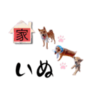 ☆豆柴のおばやん☆ しばやん。和歌山弁（個別スタンプ：36）