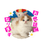 ねこまーち にこにこプリンス（個別スタンプ：2）