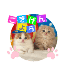 ねこまーち にこにこプリンス（個別スタンプ：3）