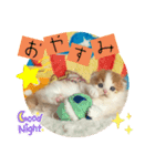 ねこまーち にこにこプリンス（個別スタンプ：5）