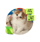 ねこまーち にこにこプリンス（個別スタンプ：6）