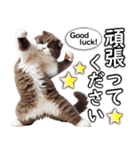 毎日必ず使う！日常会話☆敬語☆猫（個別スタンプ：2）