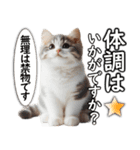 毎日必ず使う！日常会話☆敬語☆猫（個別スタンプ：6）