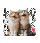 毎日必ず使う！日常会話☆敬語☆猫（個別スタンプ：8）