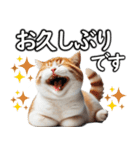 毎日必ず使う！日常会話☆敬語☆猫（個別スタンプ：11）