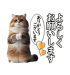 毎日必ず使う！日常会話☆敬語☆猫（個別スタンプ：15）