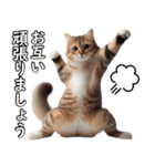 毎日必ず使う！日常会話☆敬語☆猫（個別スタンプ：23）