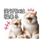 毎日必ず使う！日常会話☆敬語☆猫（個別スタンプ：24）