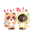 キジトラオンリー（個別スタンプ：4）