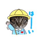 キジトラオンリー（個別スタンプ：7）
