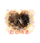 キジトラオンリー（個別スタンプ：16）