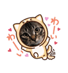 キジトラオンリー（個別スタンプ：17）