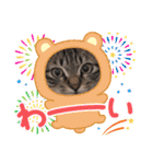 キジトラオンリー（個別スタンプ：18）