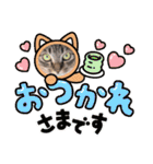 キジトラオンリー（個別スタンプ：21）