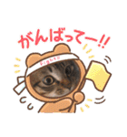 キジトラオンリー（個別スタンプ：29）