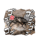 キジトラオンリー（個別スタンプ：34）