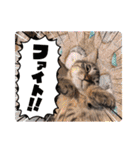 キジトラオンリー（個別スタンプ：36）