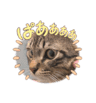 キジトラオンリー（個別スタンプ：37）
